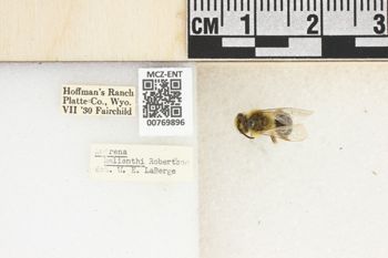 Media type: image;   Entomology 769896 Aspect: Labels